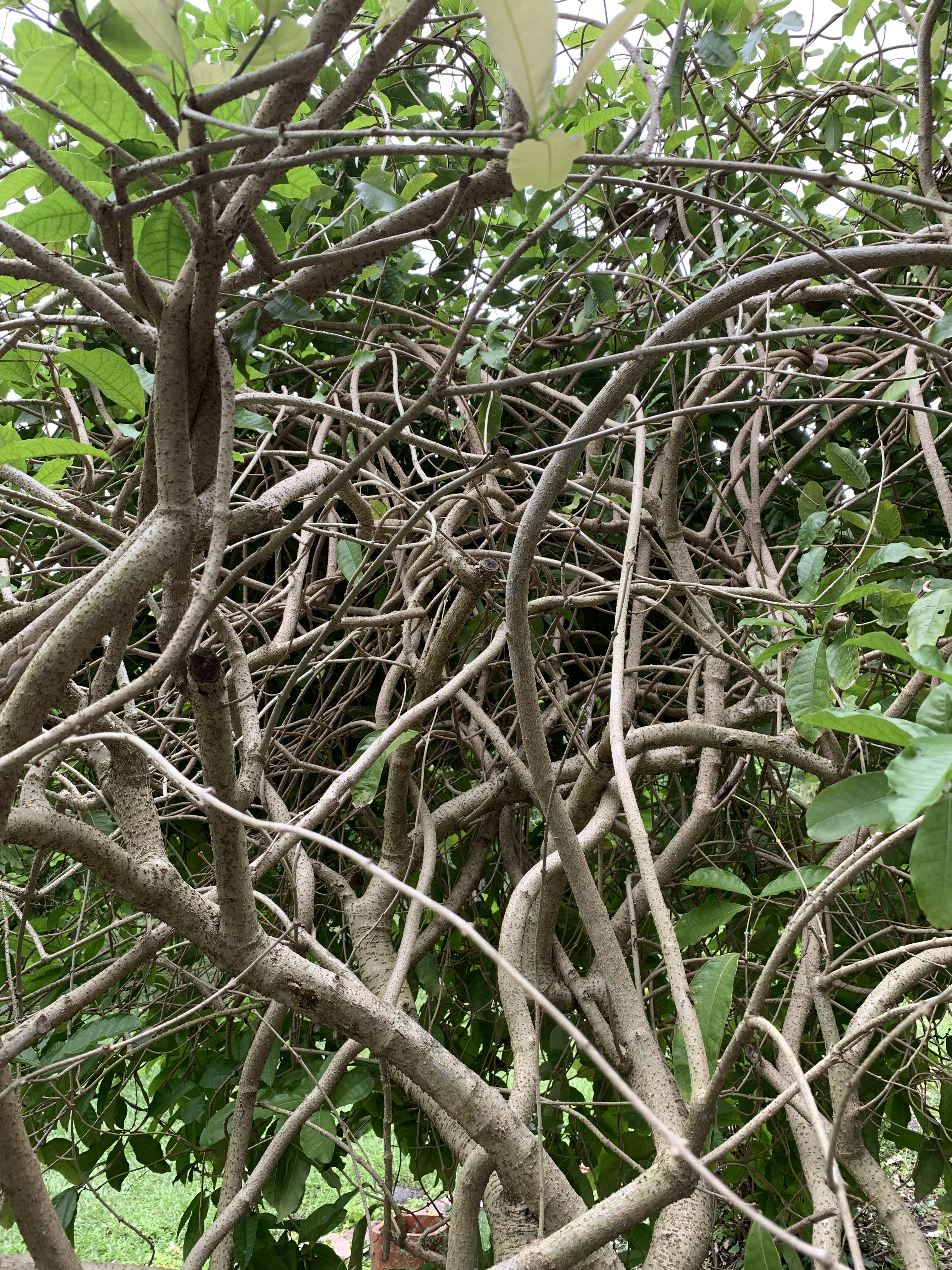 twisted branches